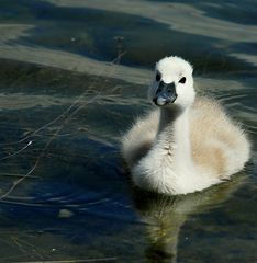 Entschuldigung, wissen Sie, wo meine Mama ist ?