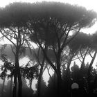 ENTS_in_Todi