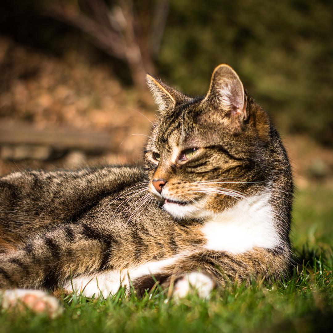 Entspannen im Garten