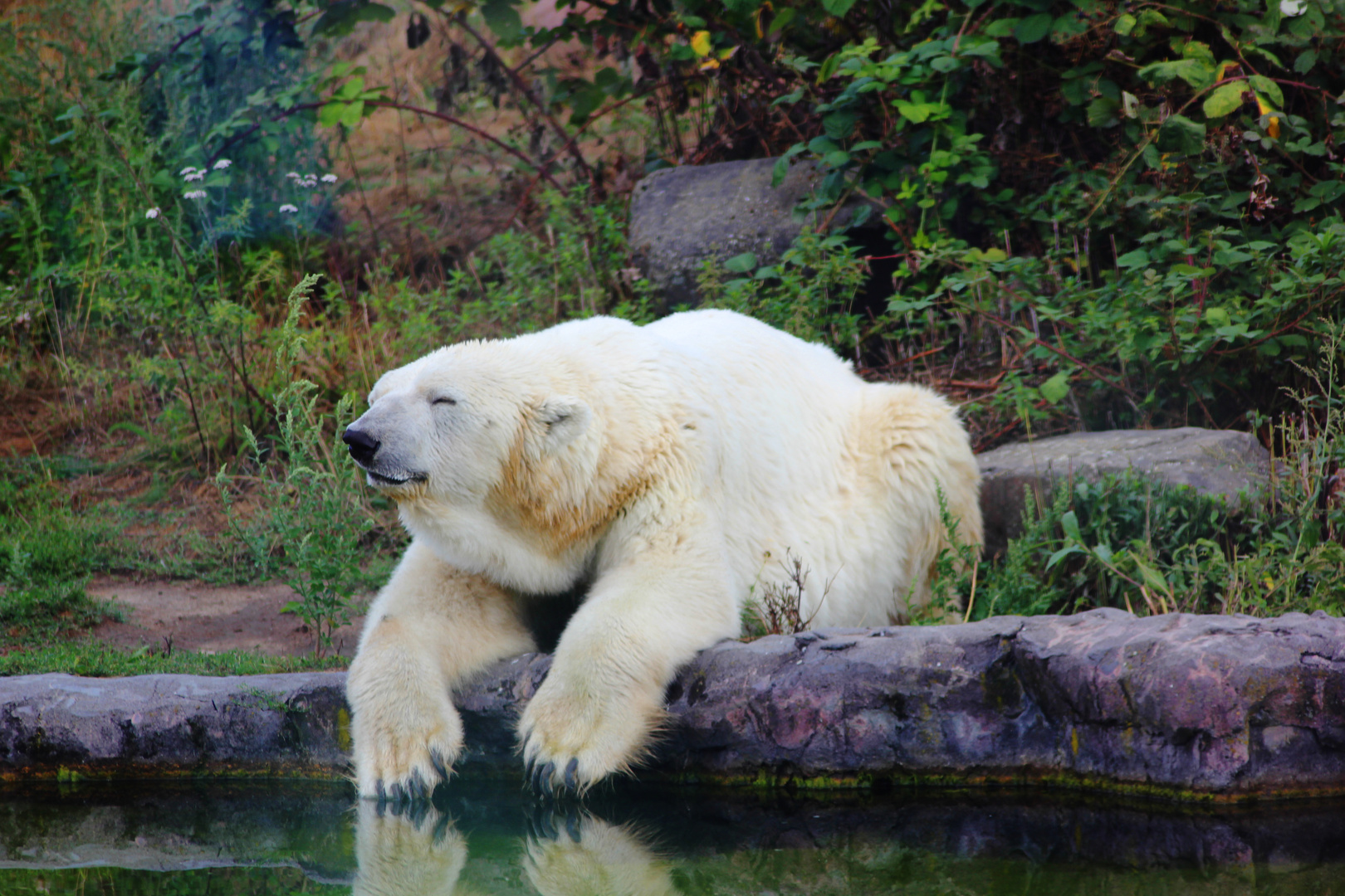 Entspannen im Zoo