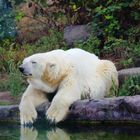 Entspannen im Zoo