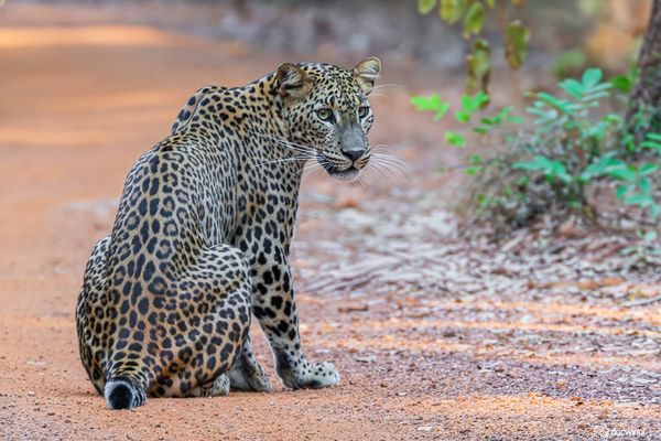 Entspannt, aber sehr aufmerksam