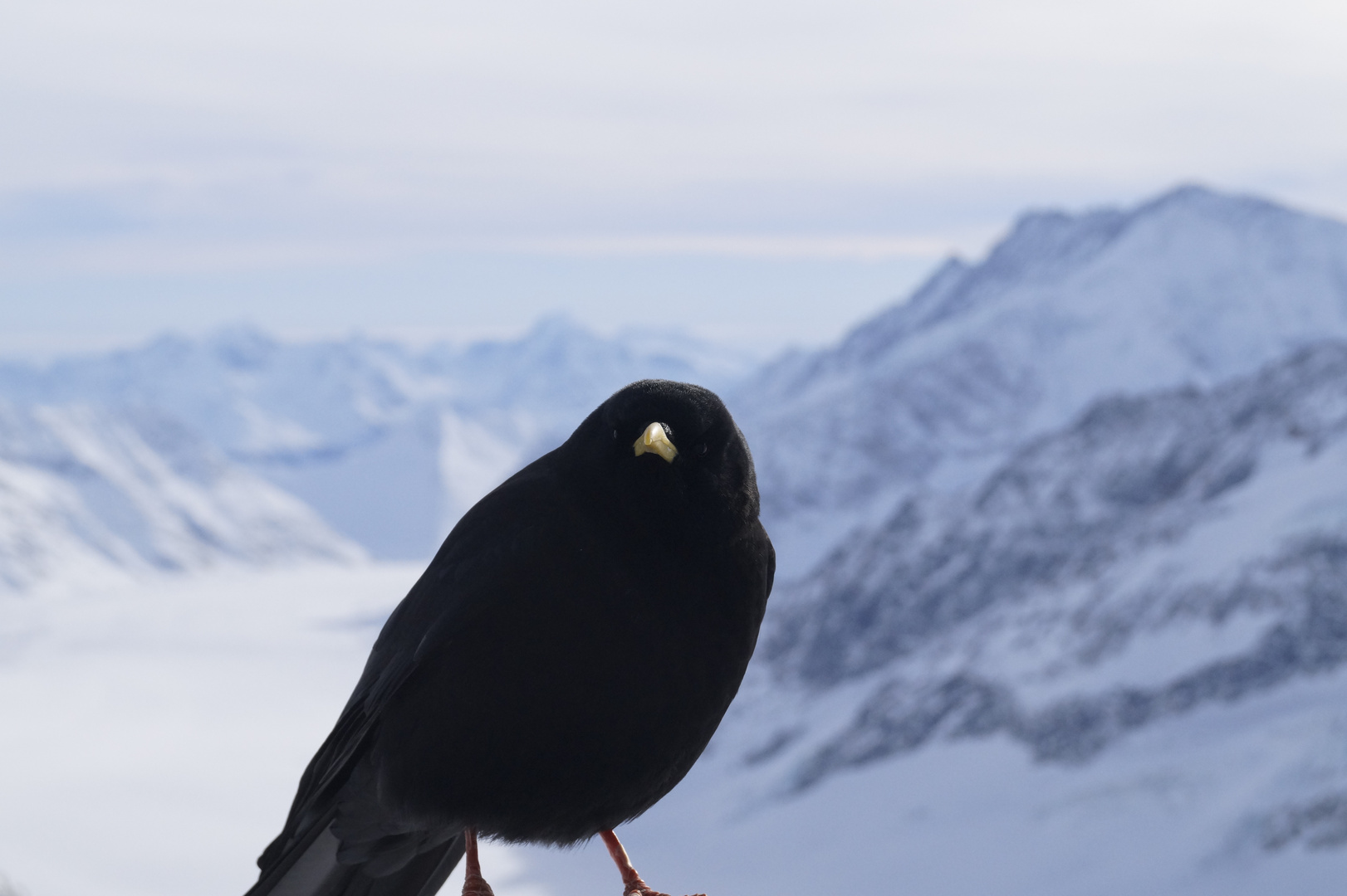 Entspannt am Jungfraujoch