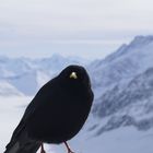 Entspannt am Jungfraujoch