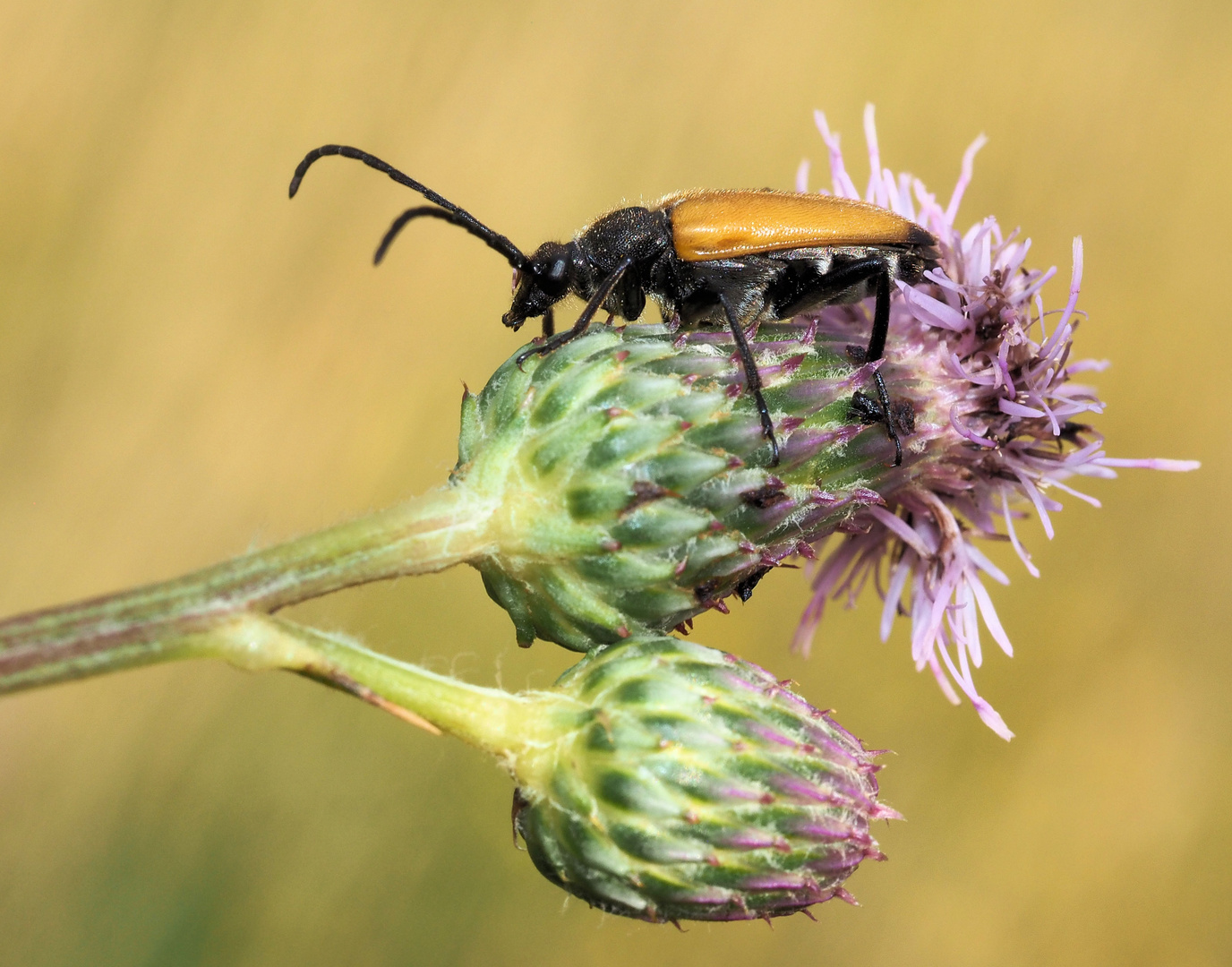 Entspannt auf der Distel ...