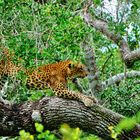 Entspannt, gespannt im Baum