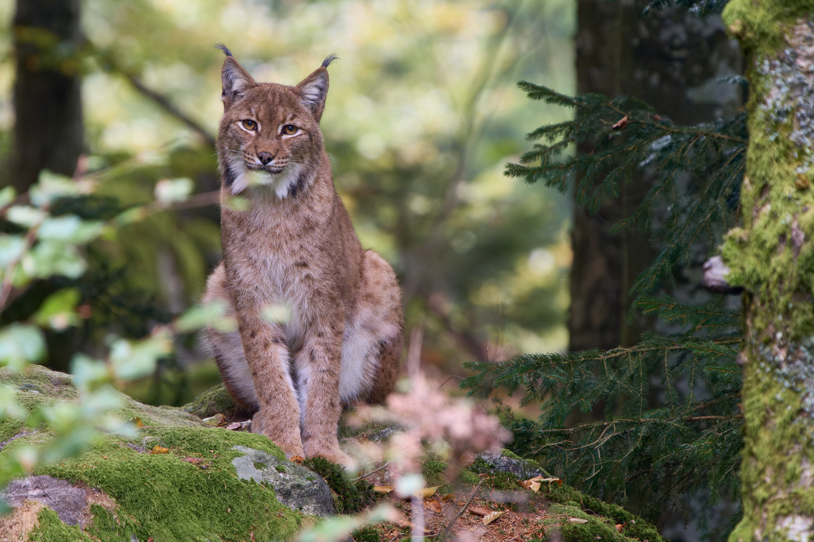 Entspannt im (bayerischen) Wald