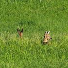 Entspannt im hohen Gras verweilen