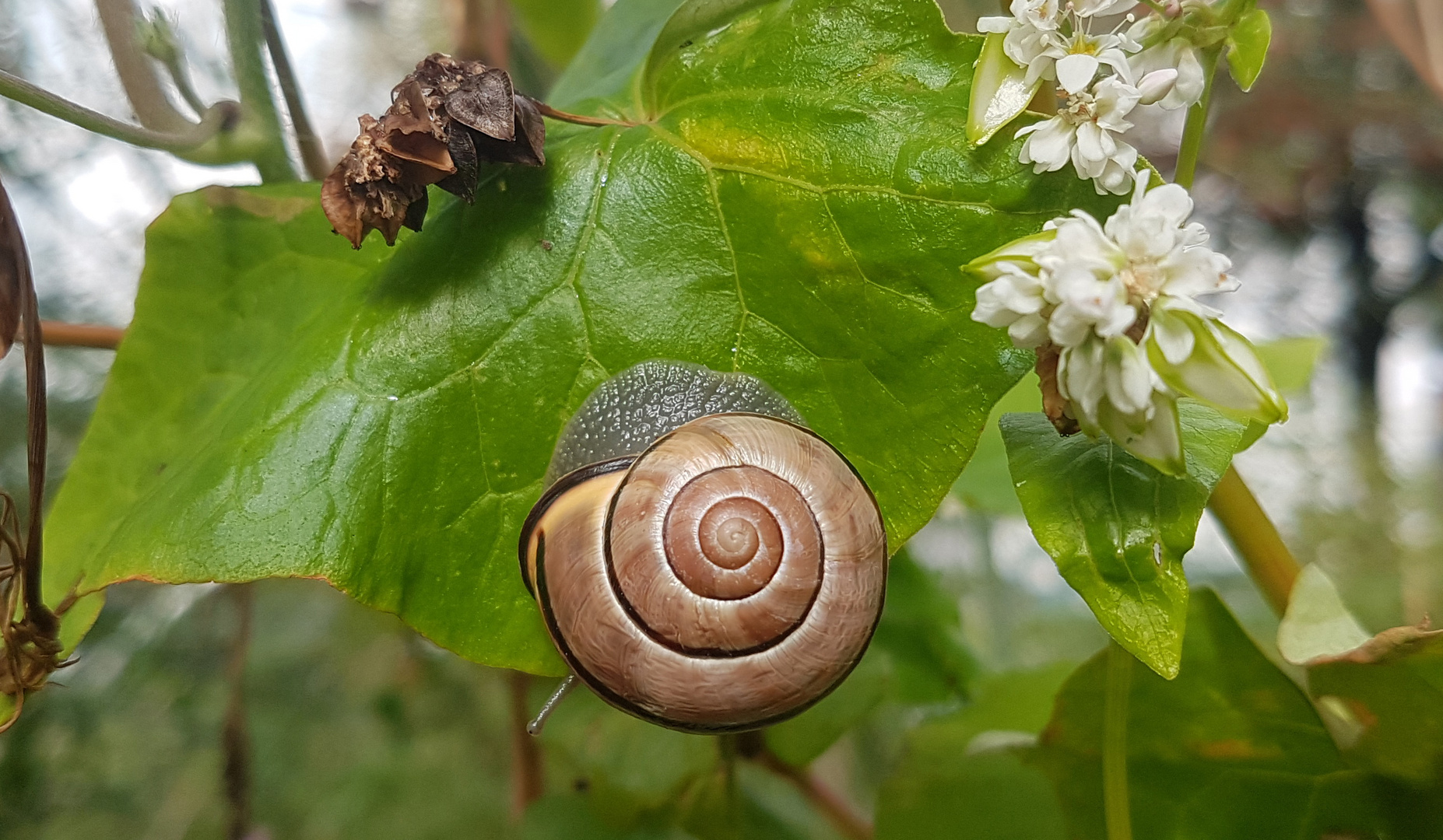 Entspannt im Wind schaukeln -  bänderschnecke am buchweizen 