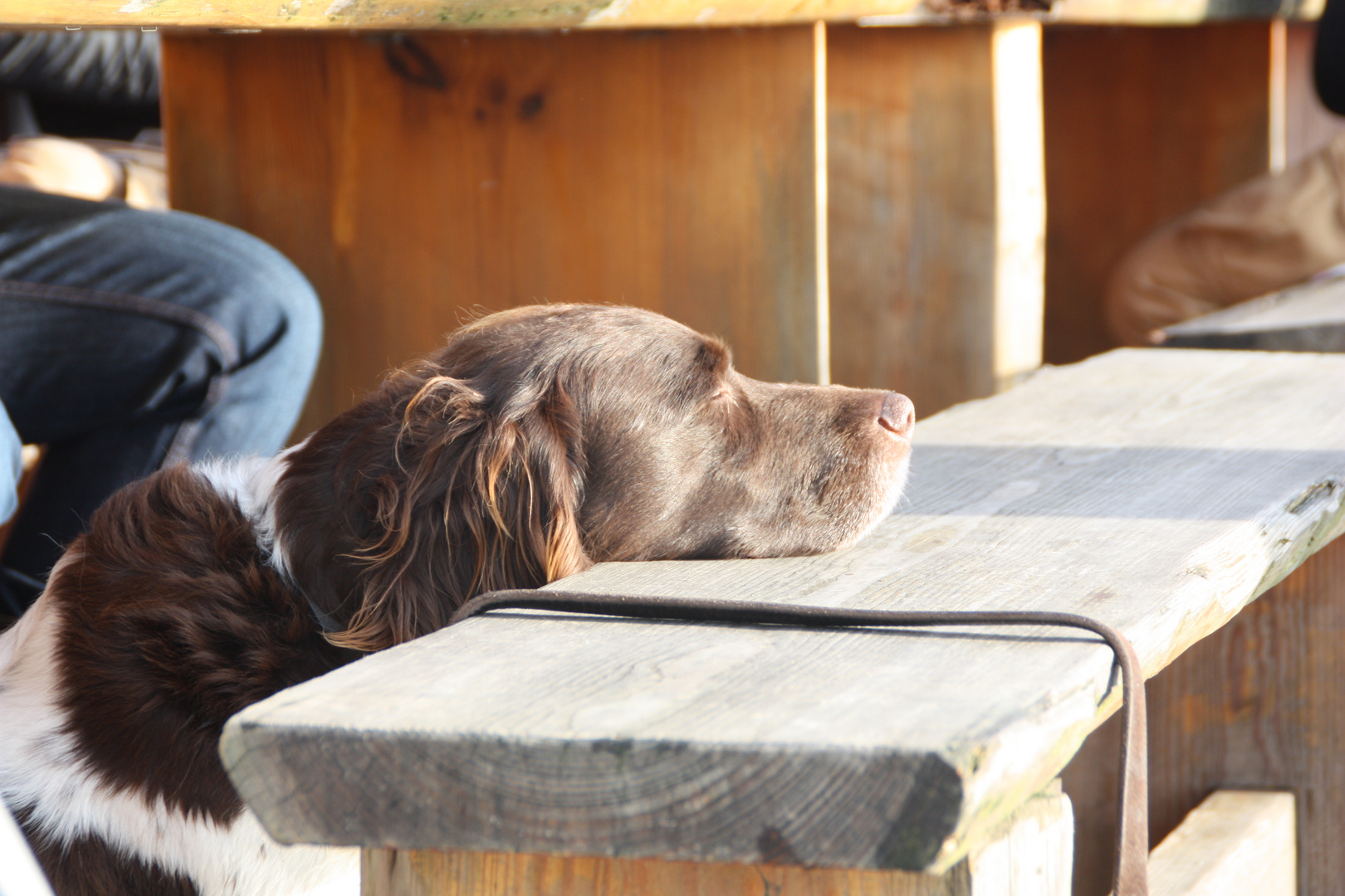 entspannt in der dezembersonne