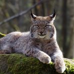 entspannt, neugieriger Luchs