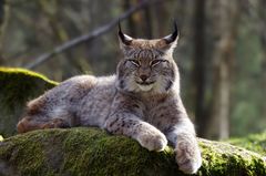 entspannt, neugieriger Luchs