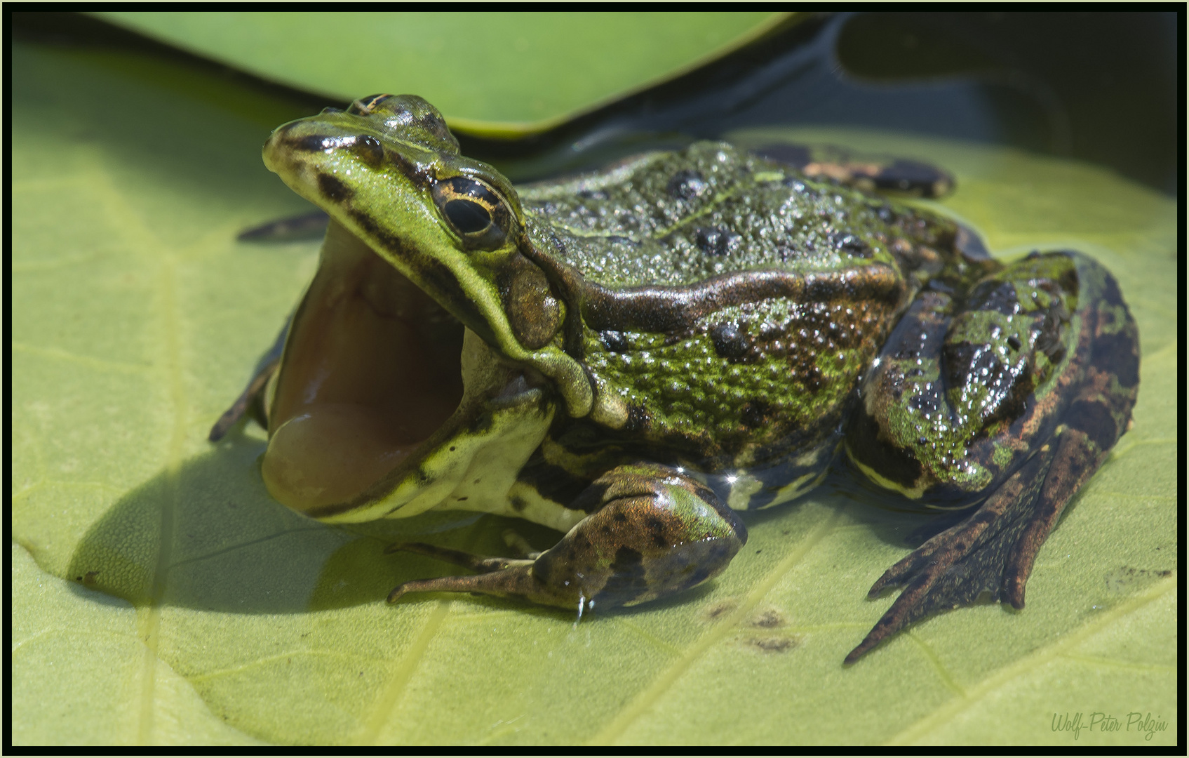 Entspannt: Seefrosch auf Seerose