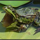 Entspannt: Seefrosch auf Seerose