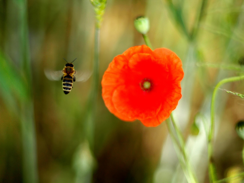 entspannt und fliegend