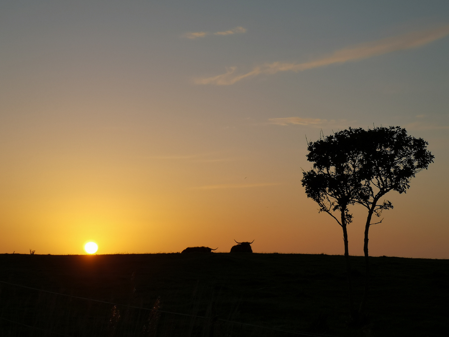 Entspannte Galloways