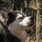 entspannte Huskydame