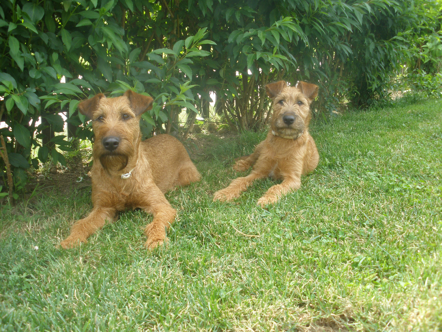 entspannte Irish Terrier