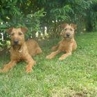 entspannte Irish Terrier