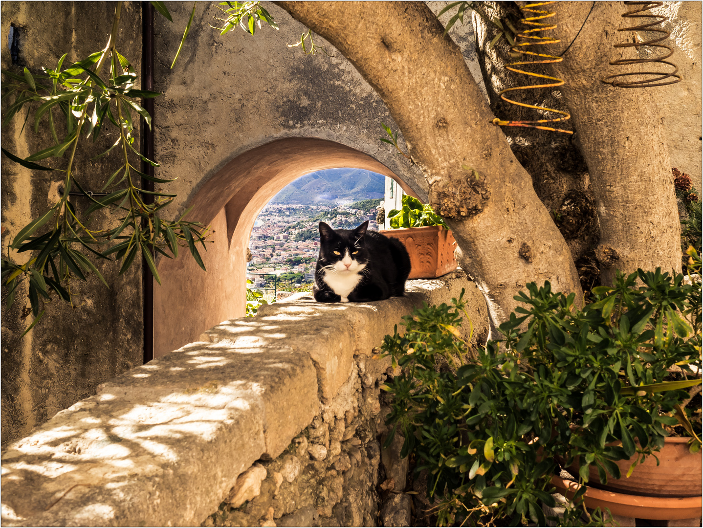 Entspannte italienische Katze, gesehen in Verezzi.