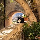 Entspannte italienische Katze, gesehen in Verezzi.