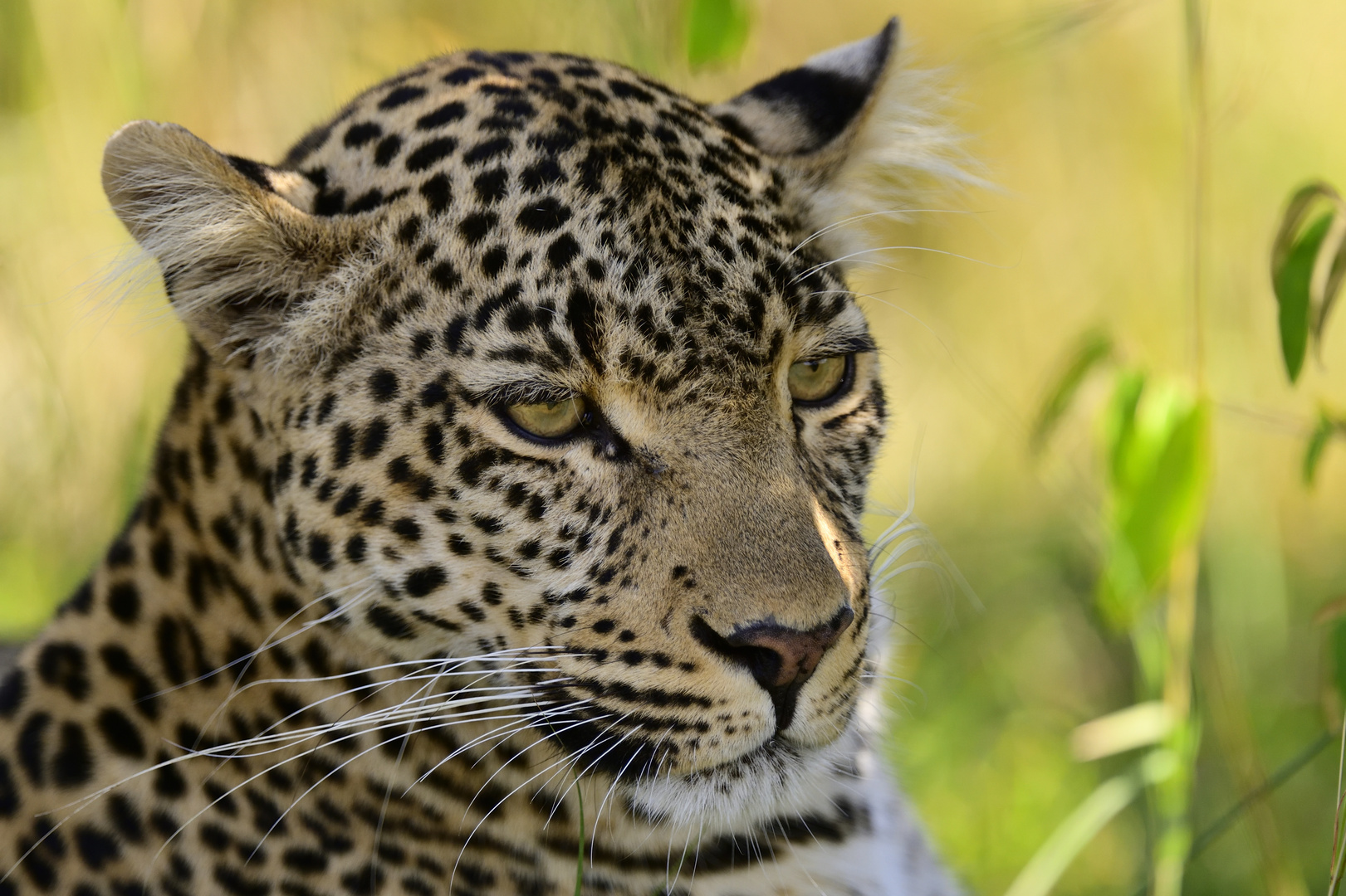 Entspannte Leopardin