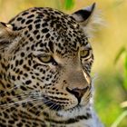 Entspannte Leopardin