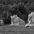 Entspannte Löwen _____ relaxed Lions