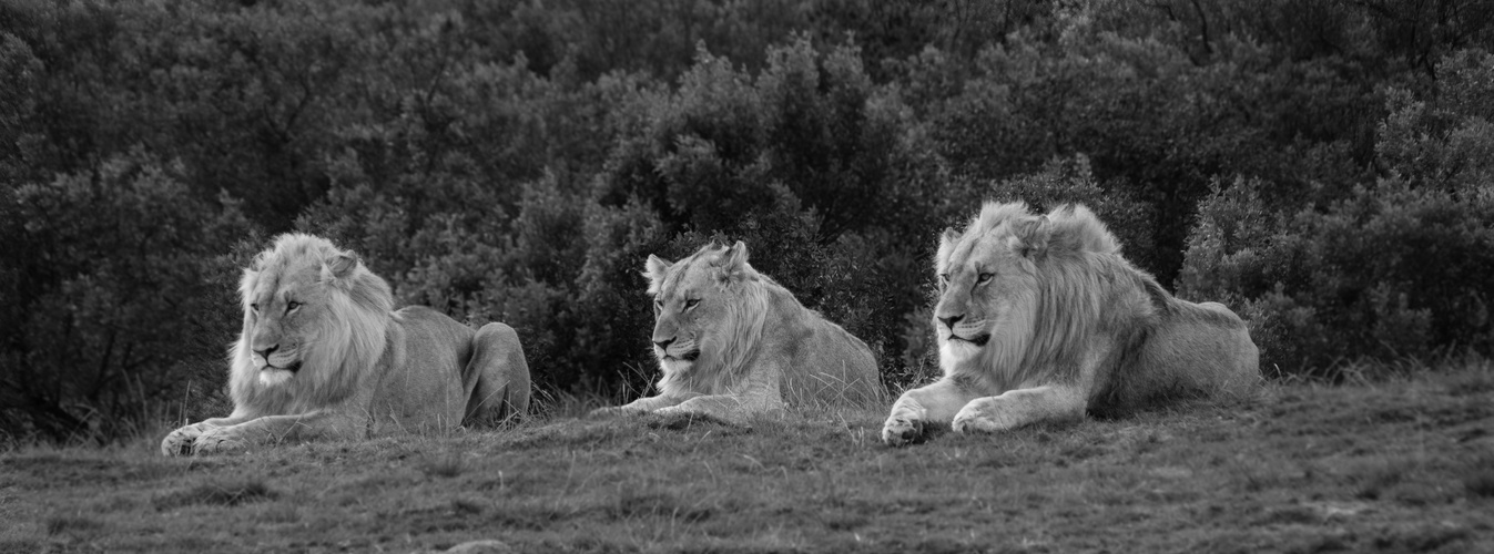 Entspannte Löwen _____ relaxed Lions