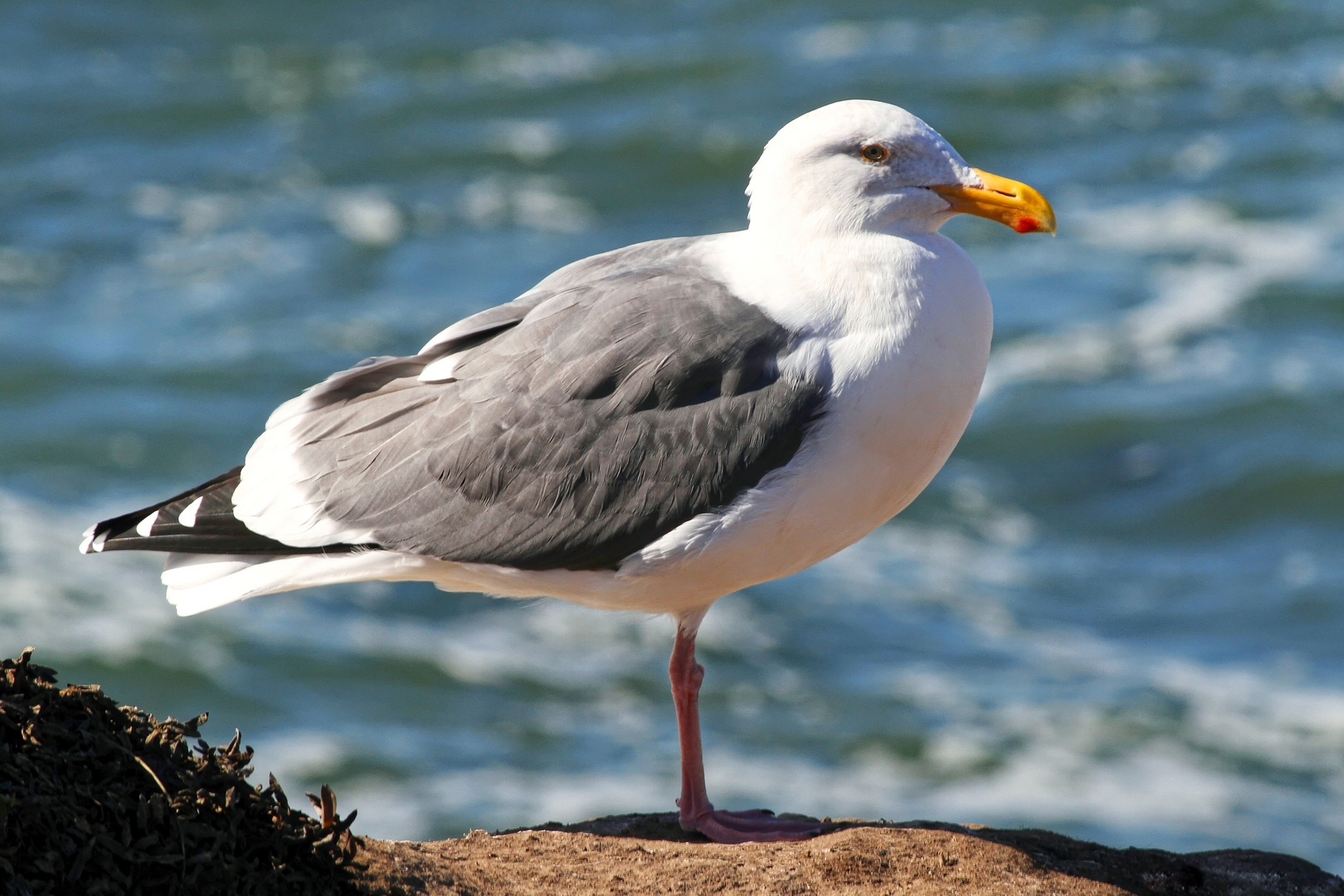 entspannte Möwe II - relaxed seagull II