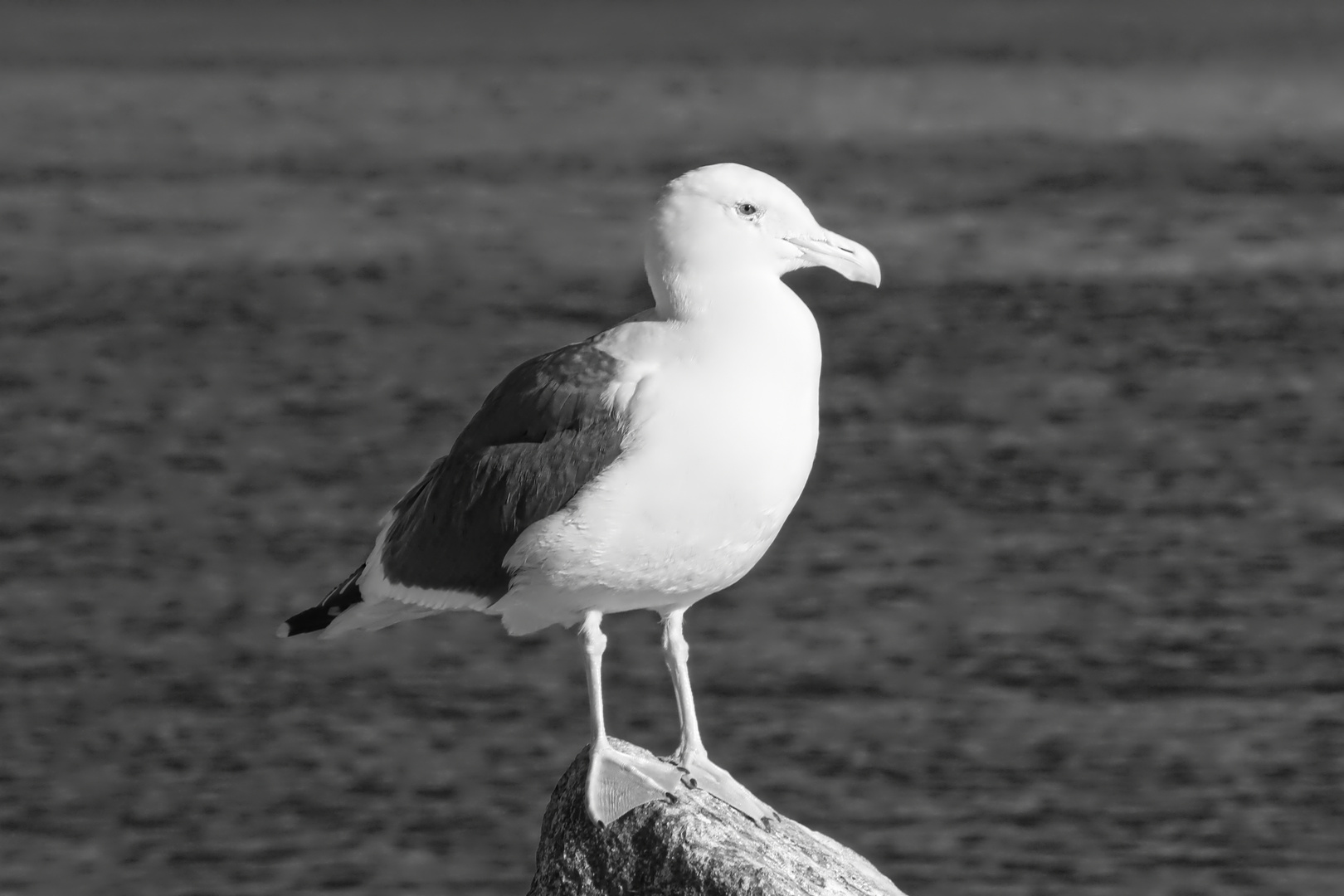 entspannte Möwe  -  relaxed seagull