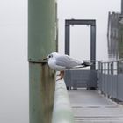 Entspannte Möwen im Nebel