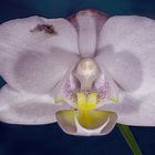 Entspannte Orchidee