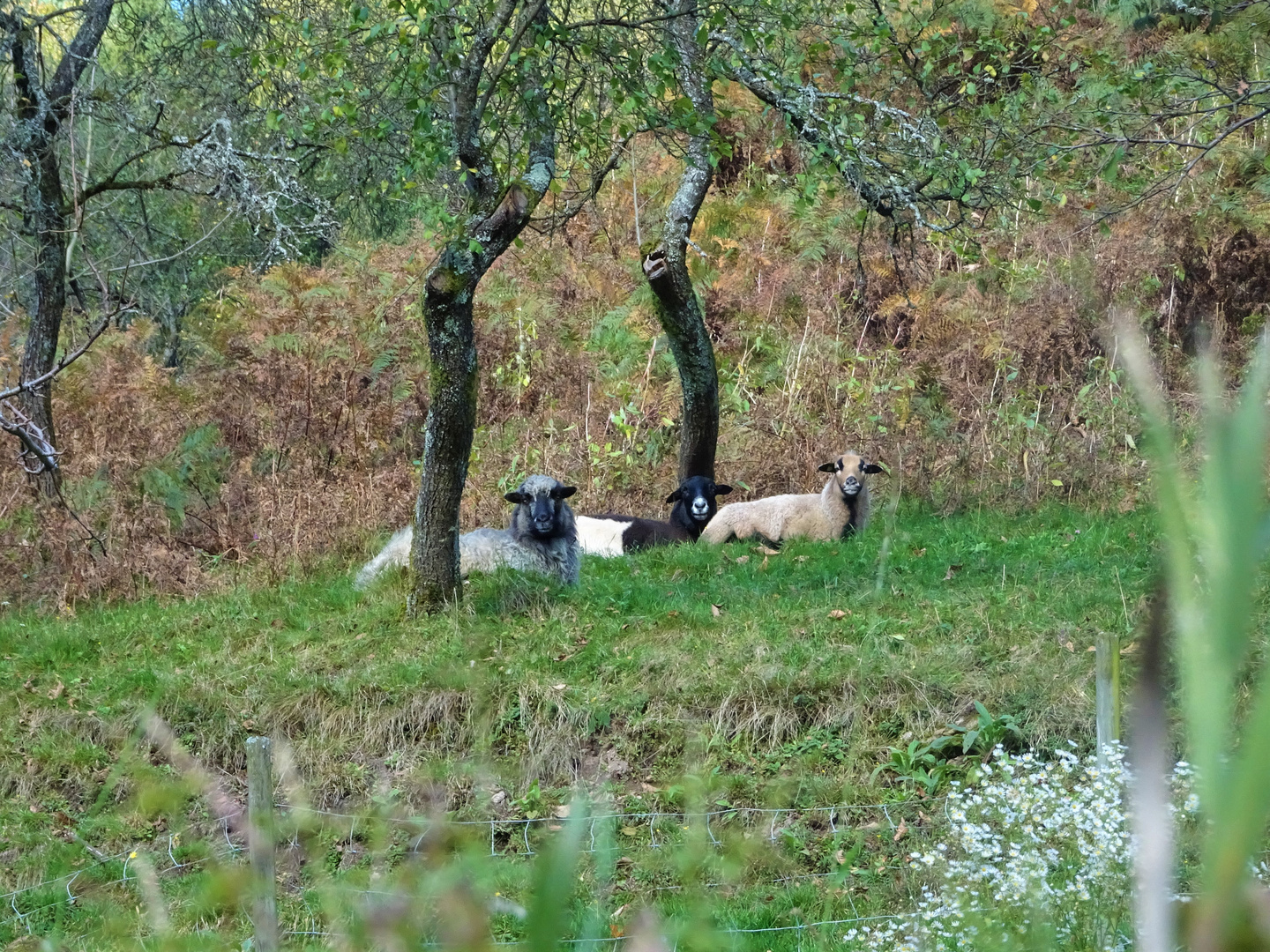 Entspannte Schafe 
