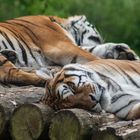Entspannte Tiger