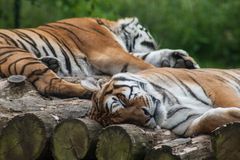 Entspannte Tiger