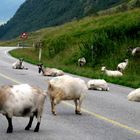 entspannte Ziegen mitten auf der Landstraße hinter der Kurve:)