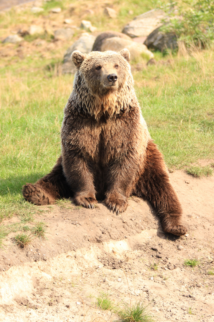Entspannter Bär aus dem Skandinavischen Tierpark, Dänemark