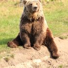 Entspannter Bär aus dem Skandinavischen Tierpark, Dänemark