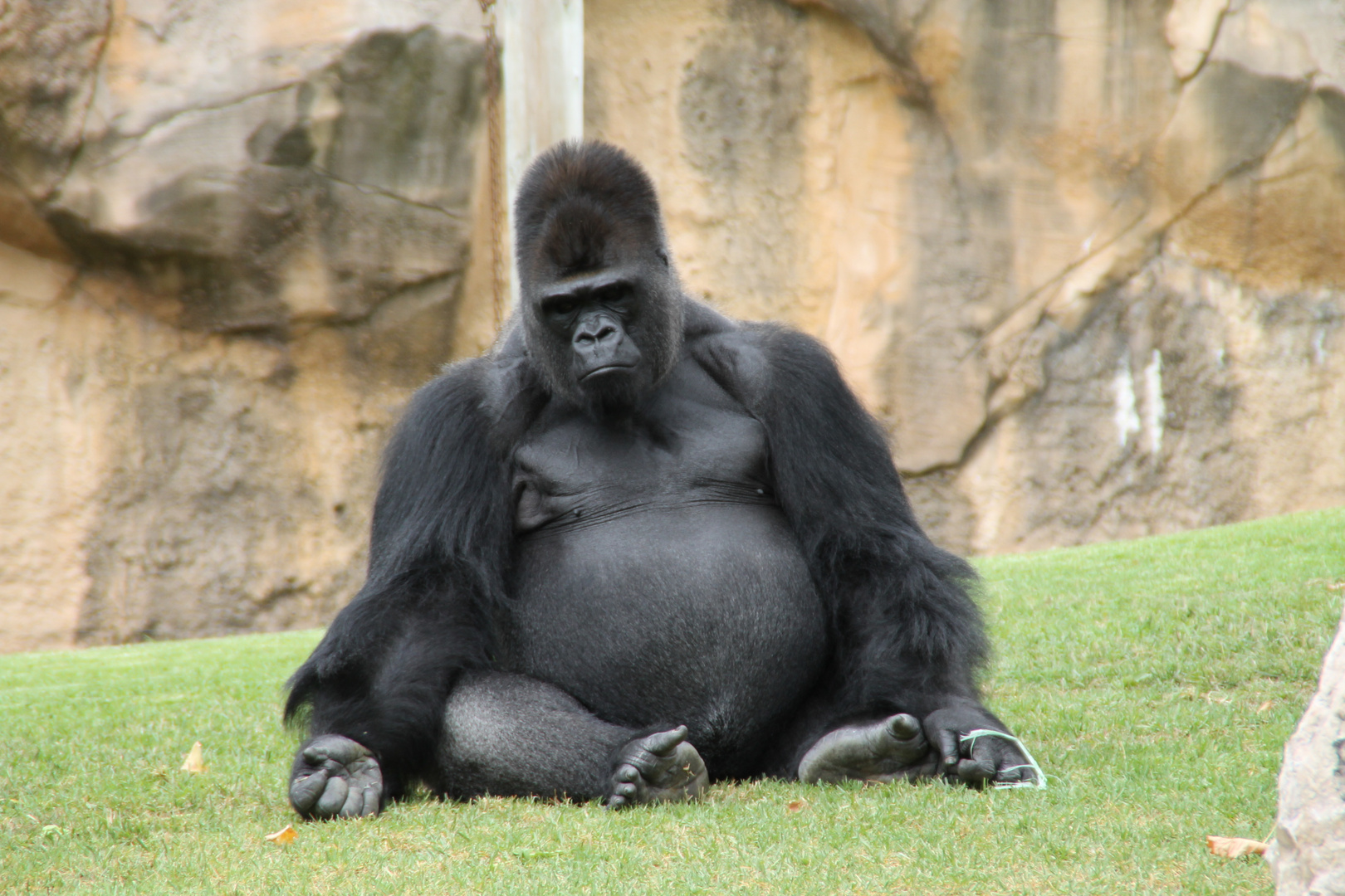 Entspannter Gorilla