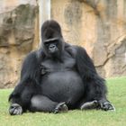 Entspannter Gorilla
