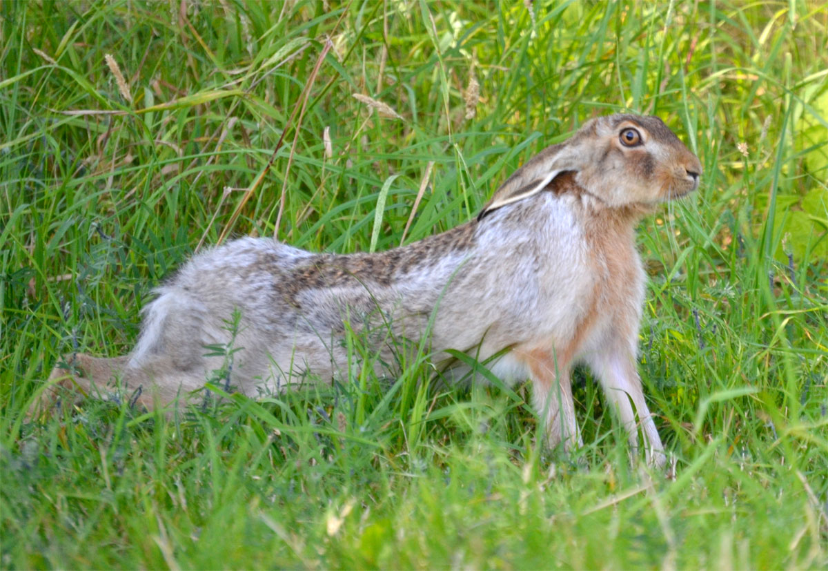 Entspannter Hase