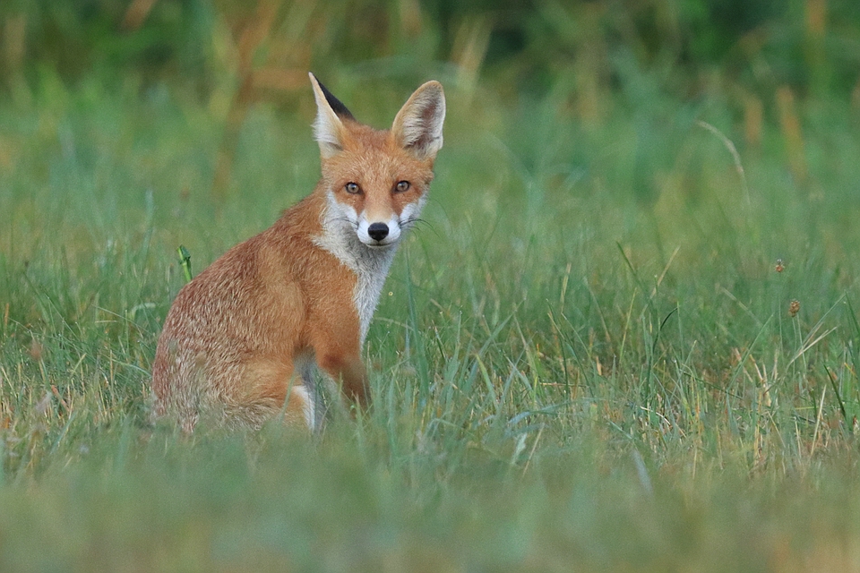 Entspannter Jungfuchs