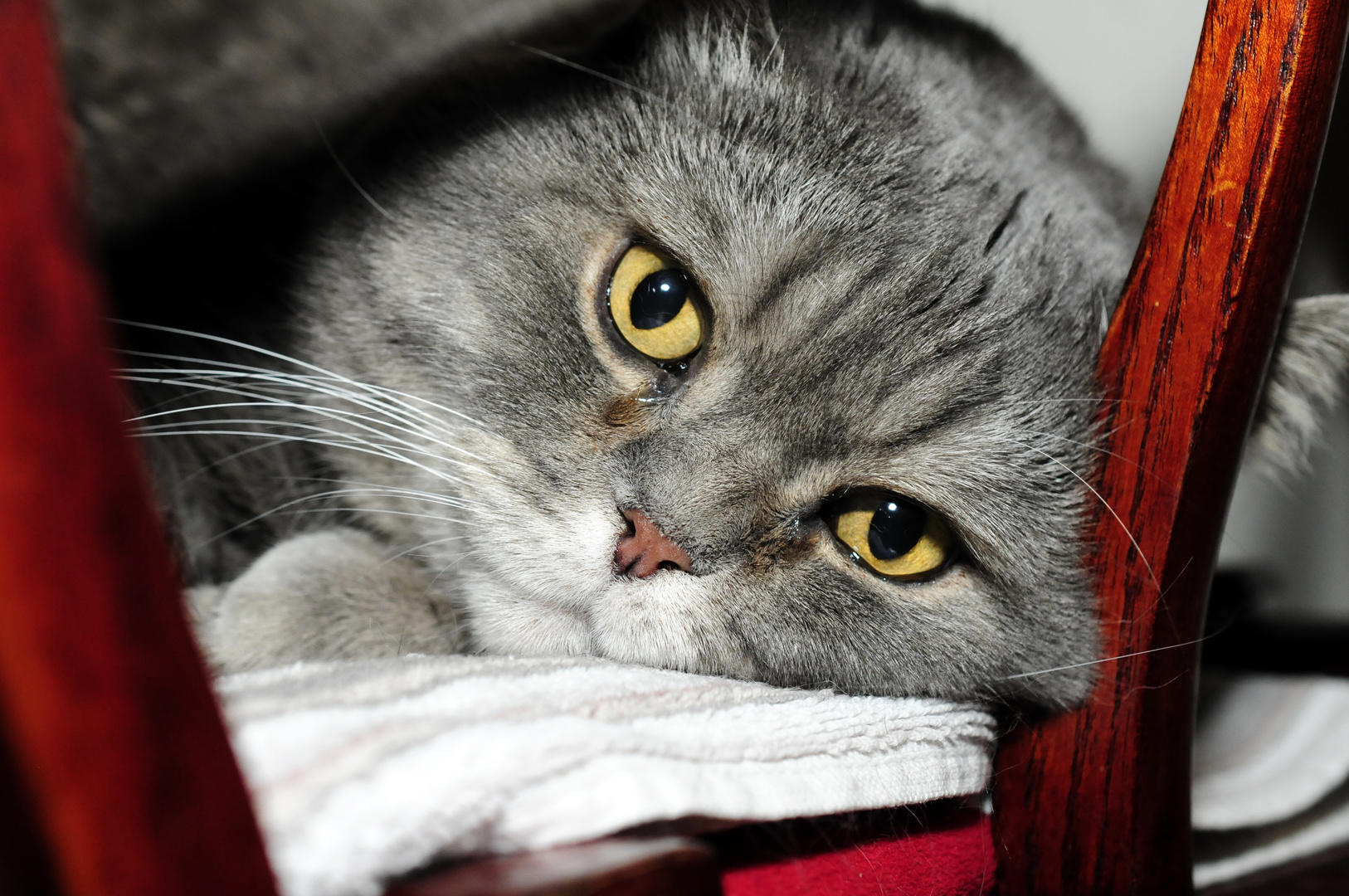 entspannter Kater beim chillen