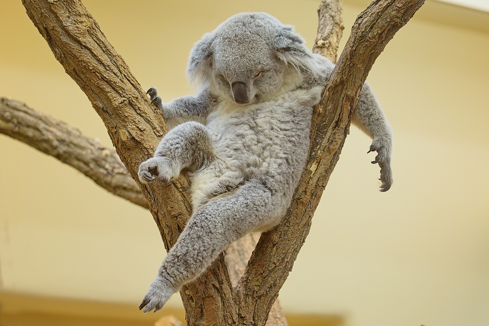 Entspannter Koala