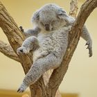 Entspannter Koala