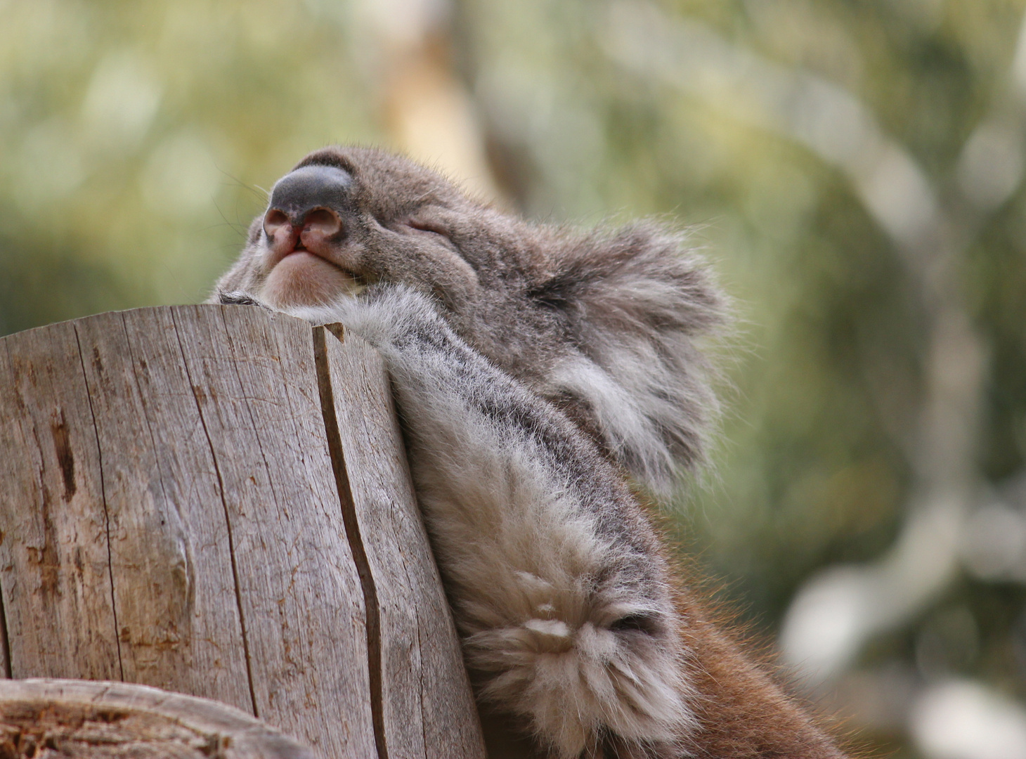 Entspannter Koala