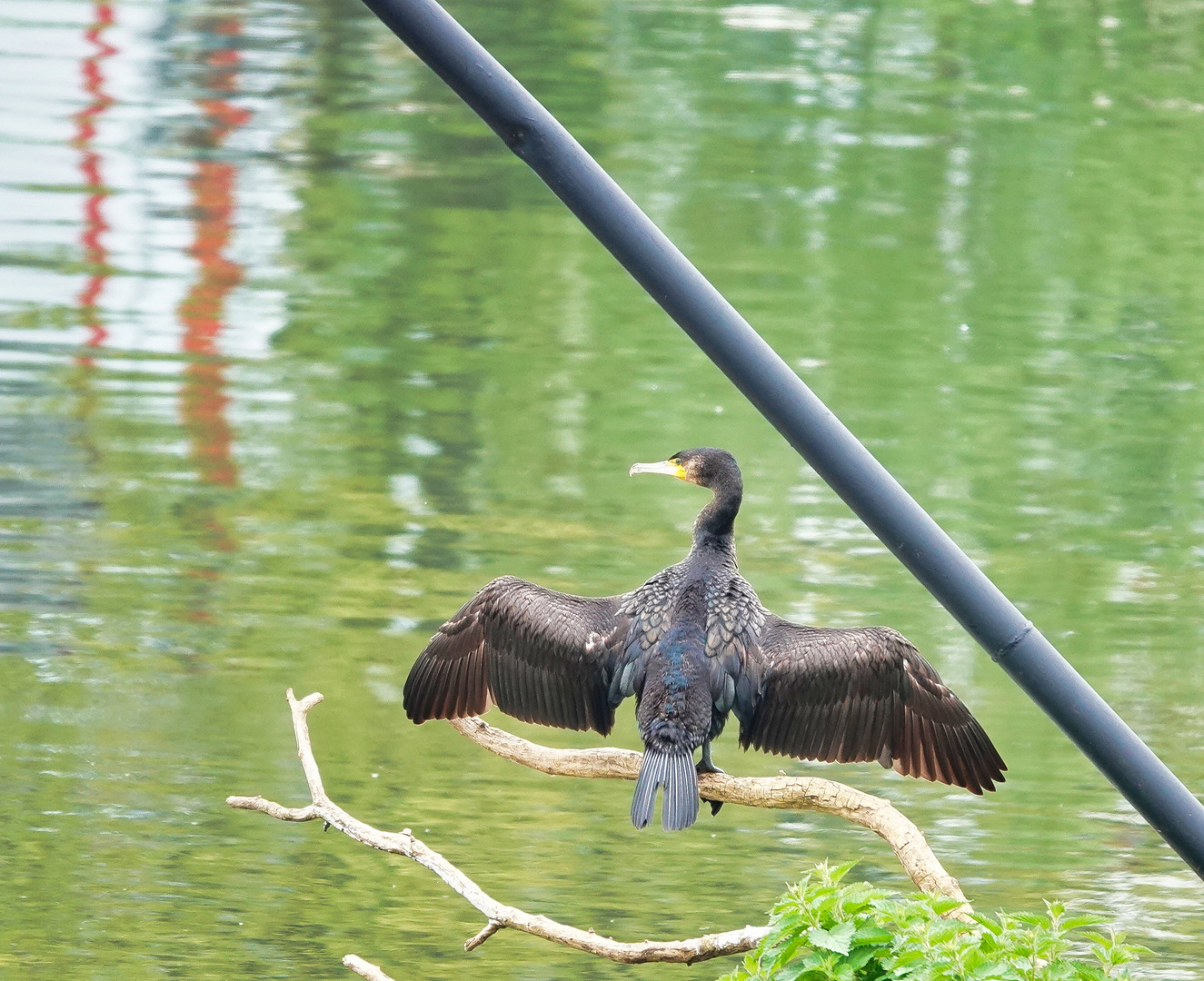 Entspannter Kormoran 