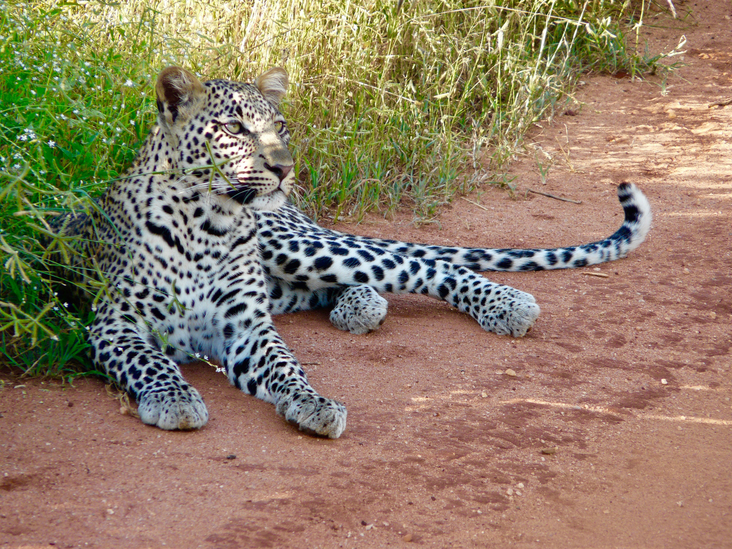 entspannter Leopard