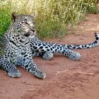 entspannter Leopard